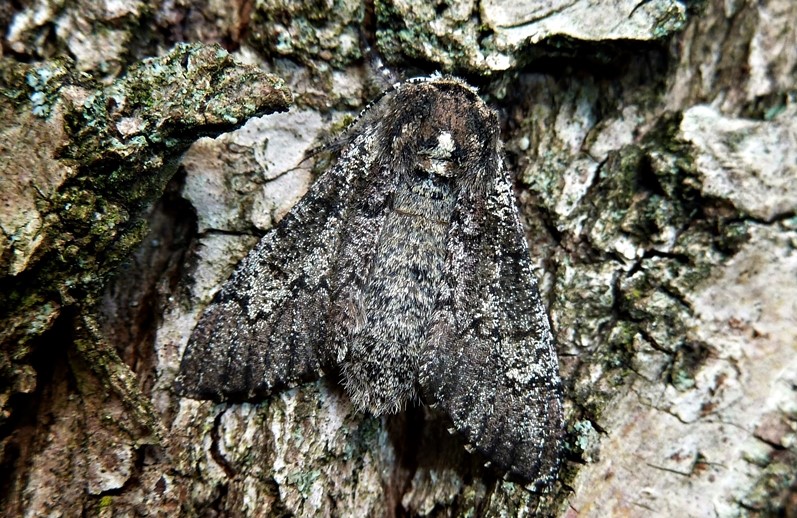 Ciclo vitale: Biston strataria, Geometridae